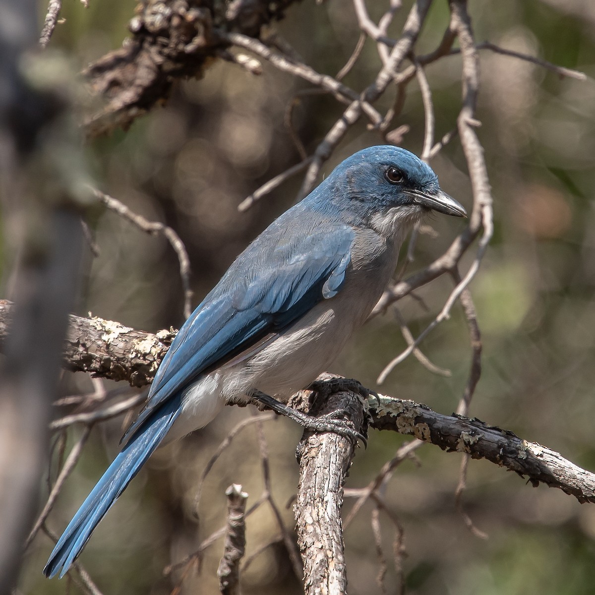 Mexican Jay - ML475842781