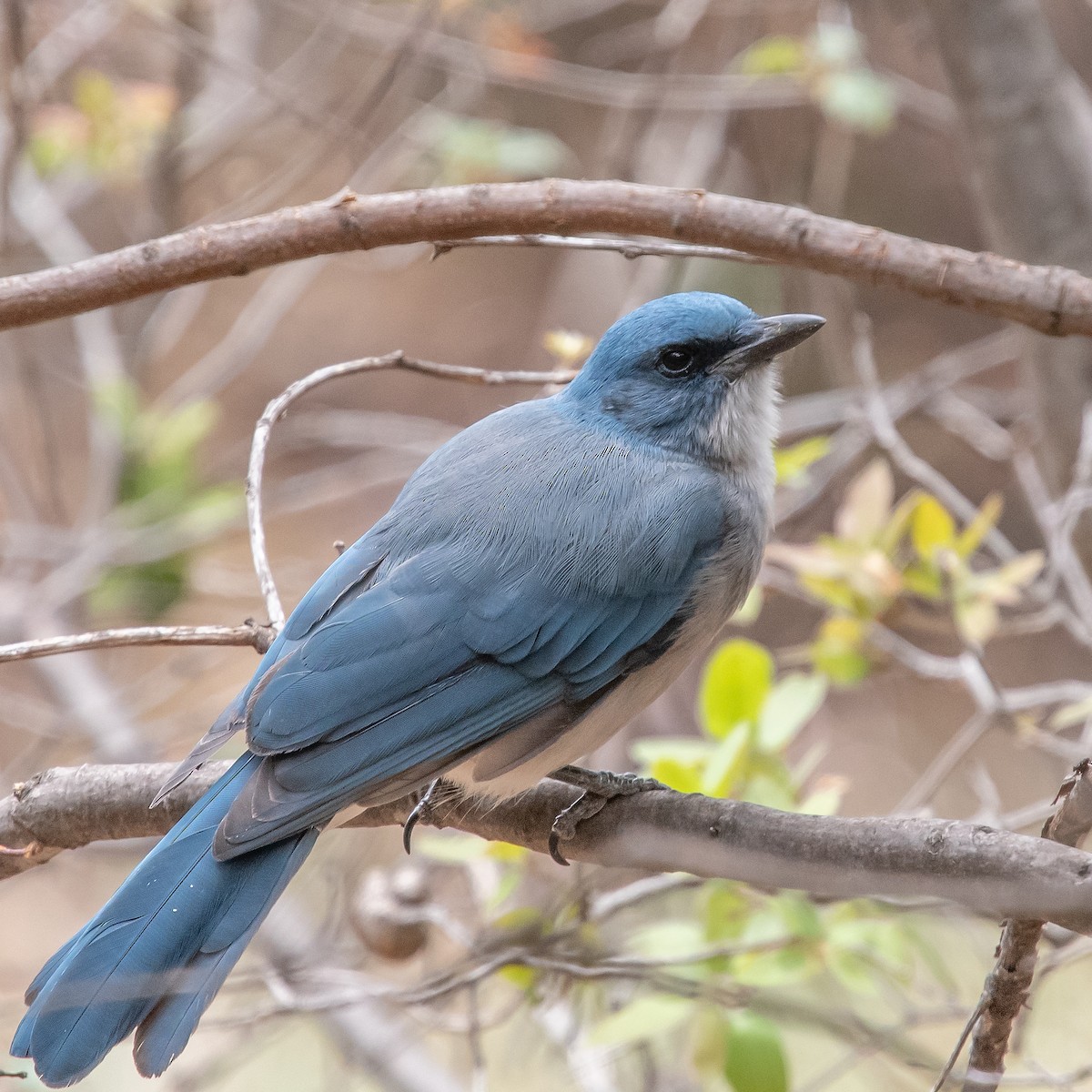 Mexican Jay - ML475842791