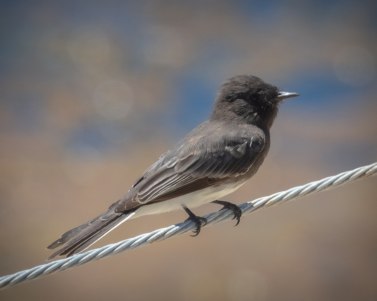 Black Phoebe - ML475844481