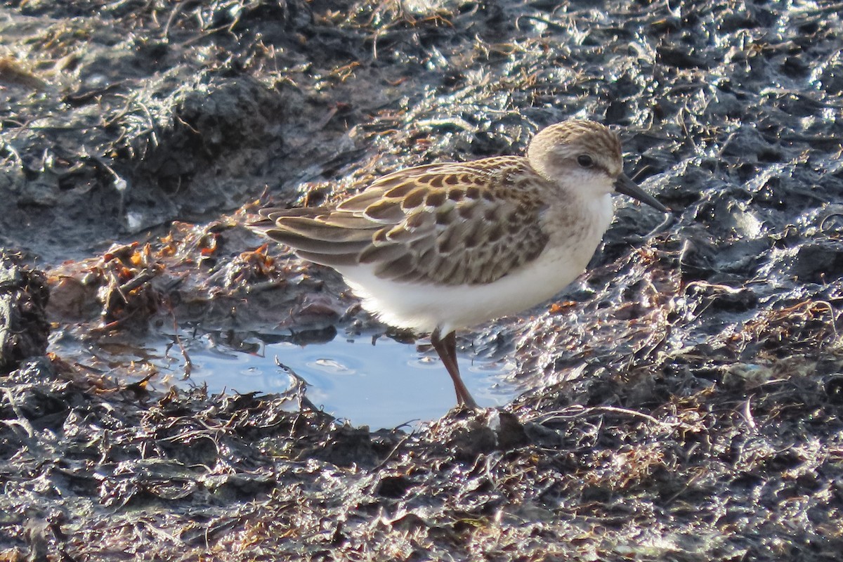 Semipalmated Sandpiper - ML475844831