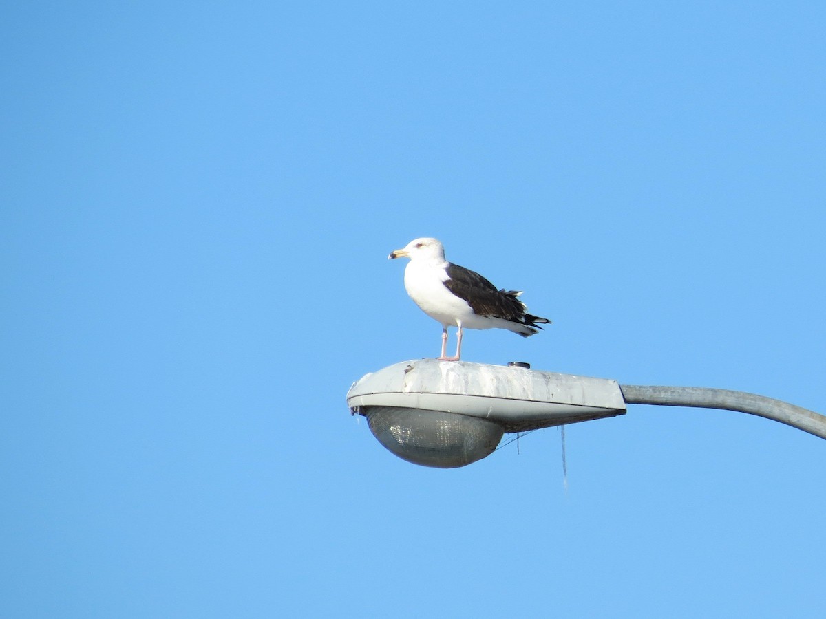 Great Black-backed Gull - Brian Henderson