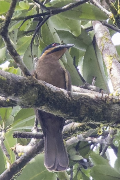 Dwarf Koel - ML475845561