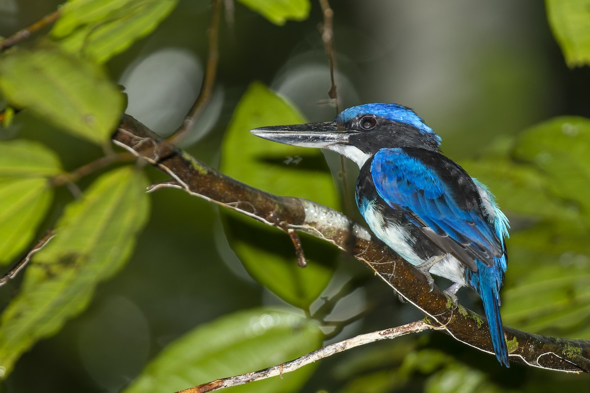 Blue-black Kingfisher - Bradley Hacker 🦜