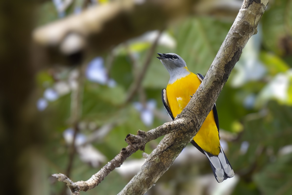 Golden Cuckooshrike - Bradley Hacker 🦜