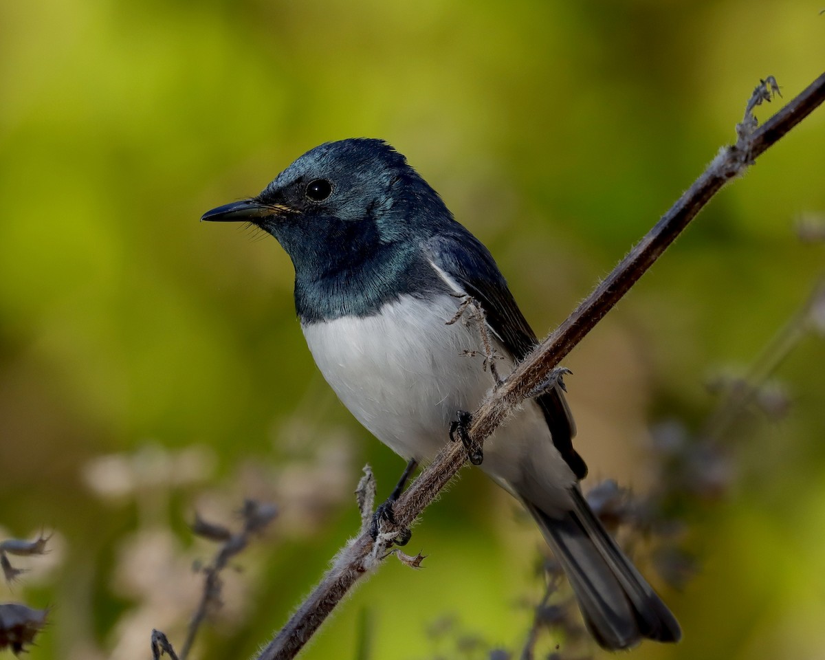 Leaden Flycatcher - ML475846881