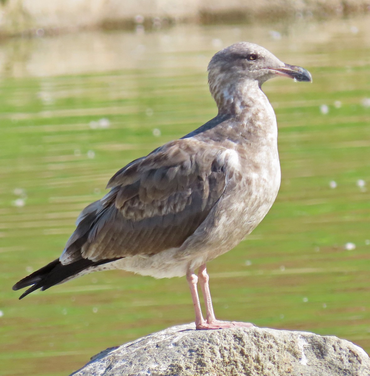 Western Gull - Diane Etchison