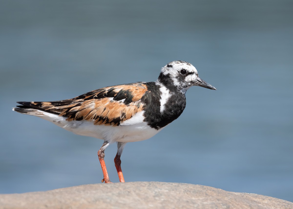 Ruddy Turnstone - ML475849101