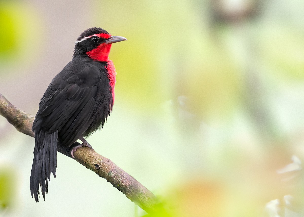 Rosy Thrush-Tanager - Leonardo Valverde