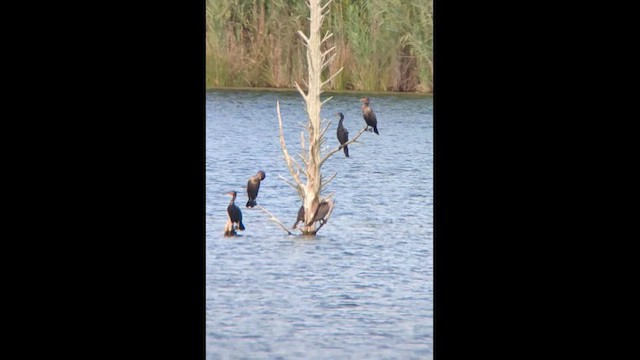 Neotropic Cormorant - ML475849581