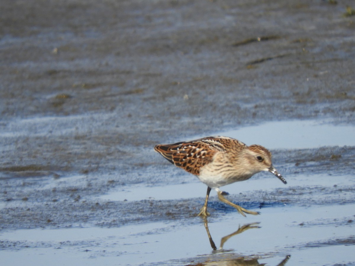 Least Sandpiper - Pat Phillips