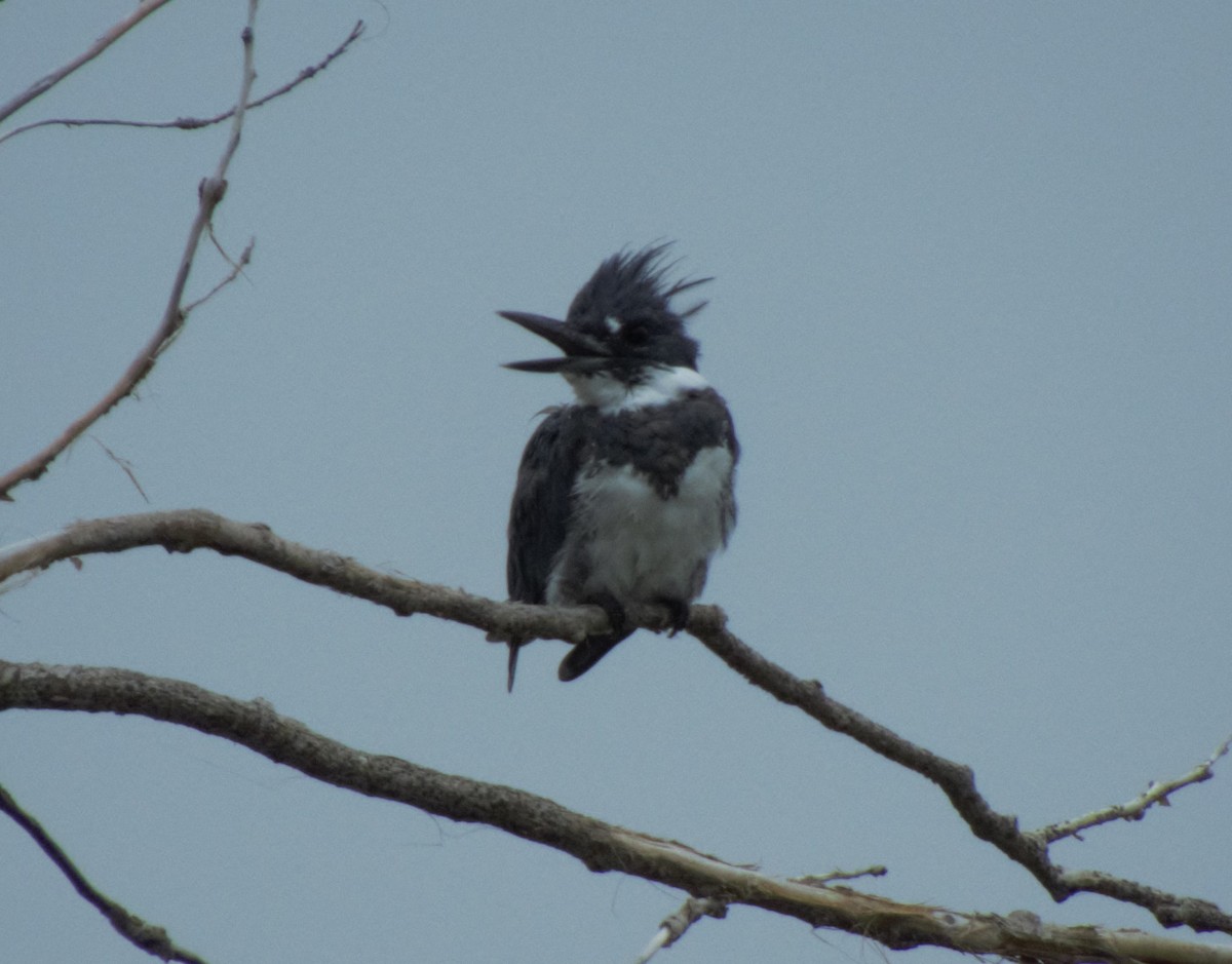 Belted Kingfisher - ML475849911
