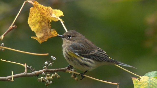 Yellow-rumped Warbler (Myrtle) - ML475850