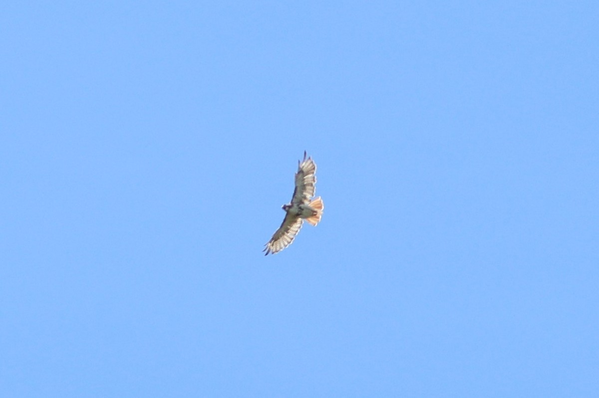 Red-tailed Hawk - ML475850371