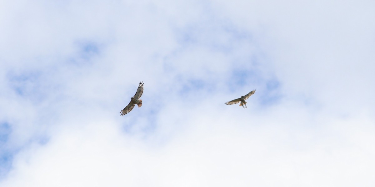 Red-tailed Hawk - ML475850391