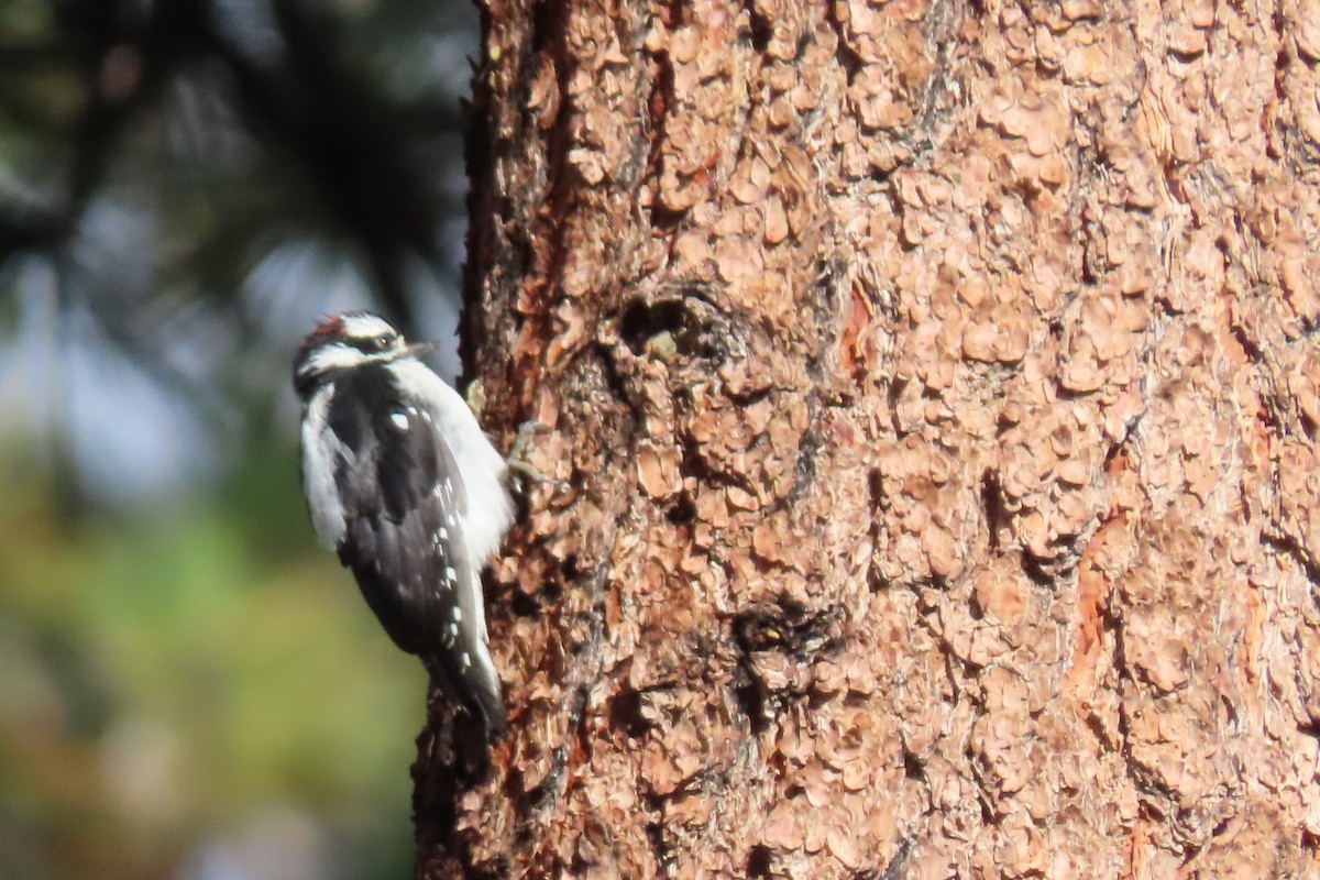 Downy Woodpecker - ML475850451