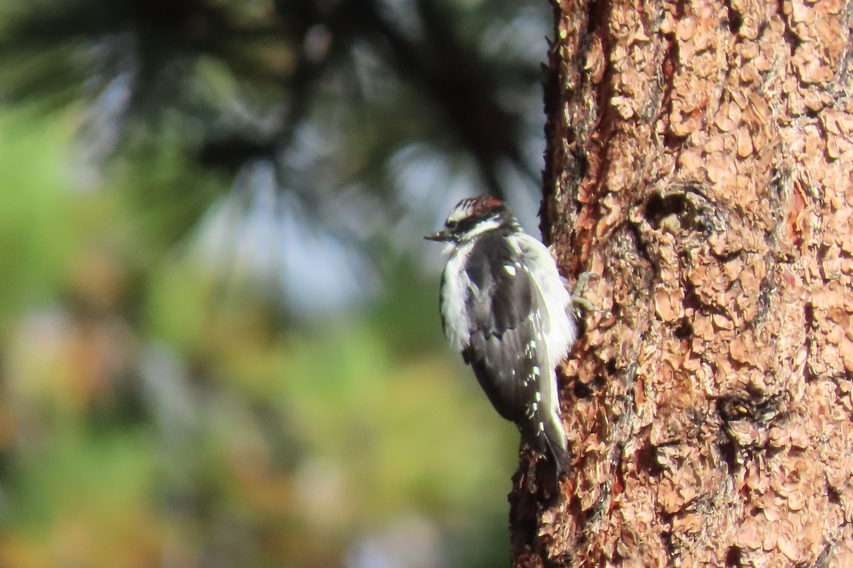 Downy Woodpecker - ML475850461