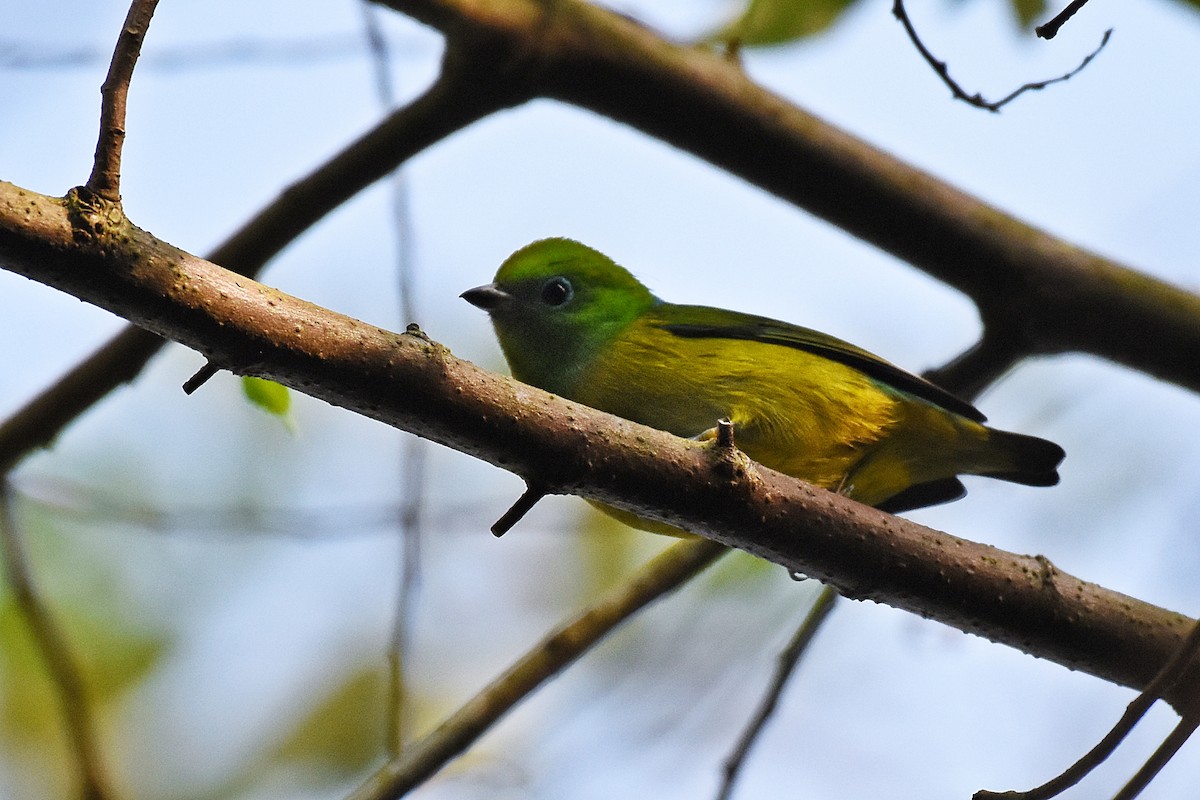 Blue-naped Chlorophonia - Guilherme  Willrich
