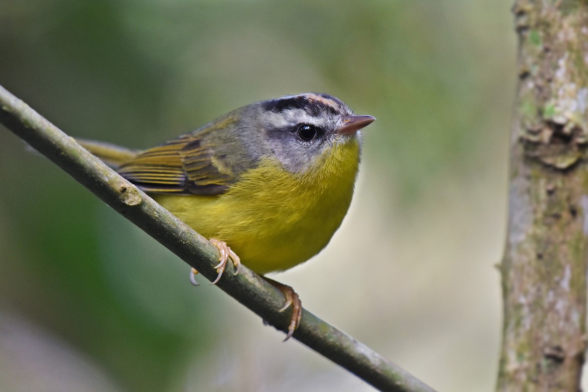 Golden-crowned Warbler - ML475850611