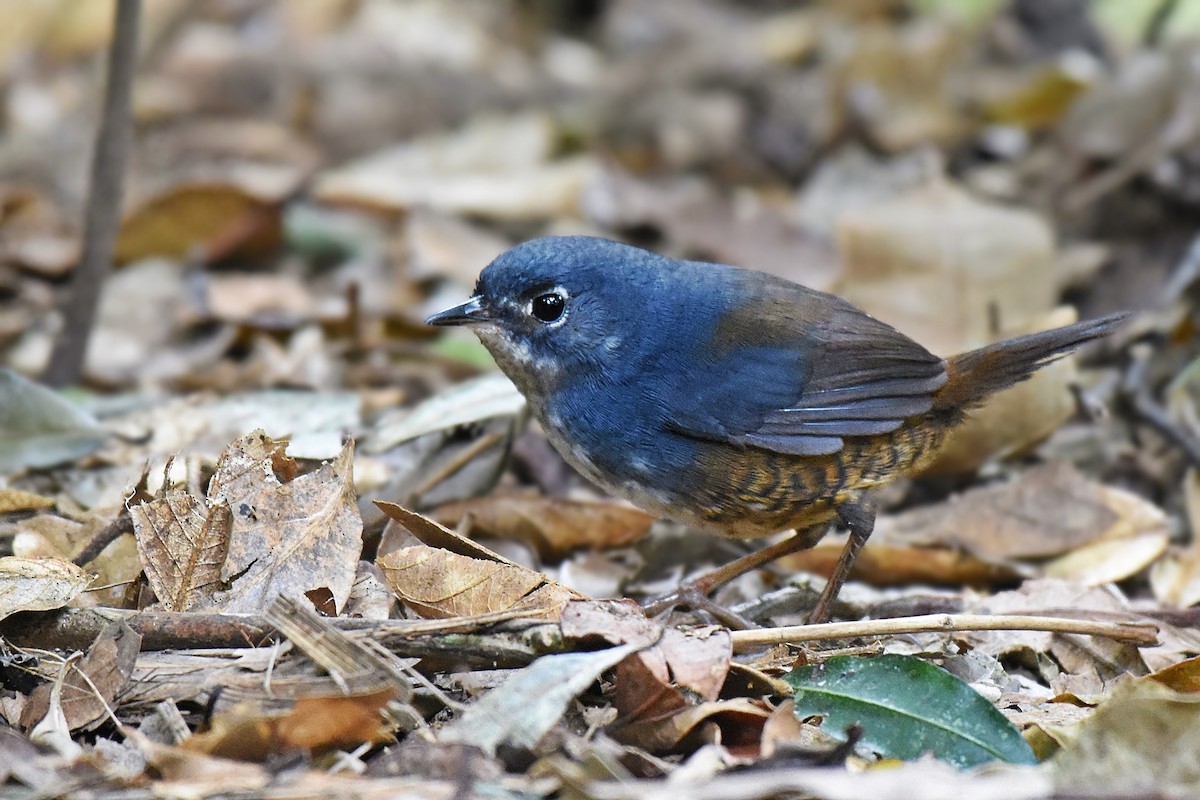 White-breasted Tapaculo - ML475850651