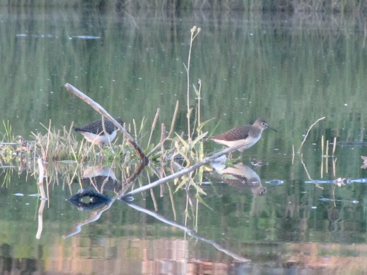 Solitary Sandpiper - ML475850691