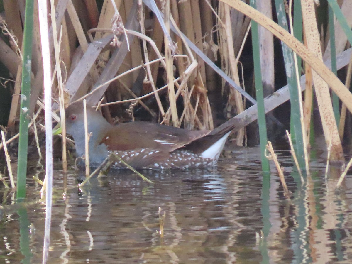 Spot-flanked Gallinule - Nelson Contardo