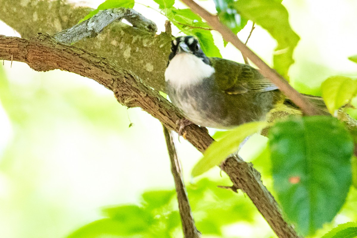 Green-striped Brushfinch - ML475851751