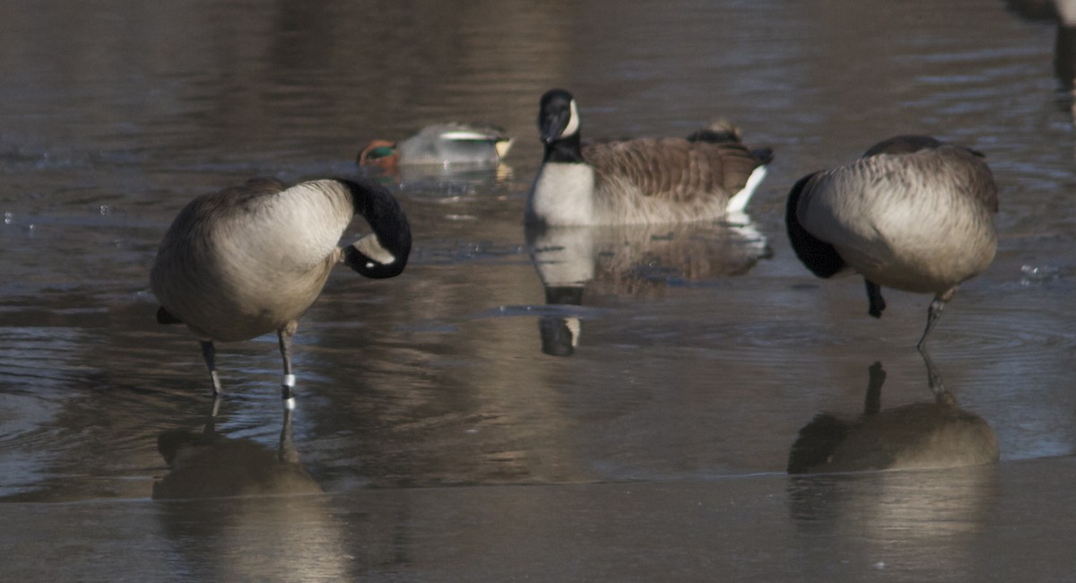 Canada Goose - ML47585191
