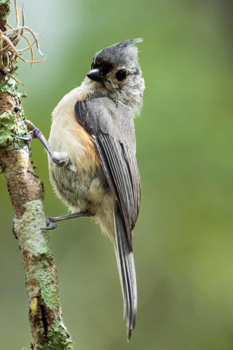 Tufted Titmouse - Ron Buening