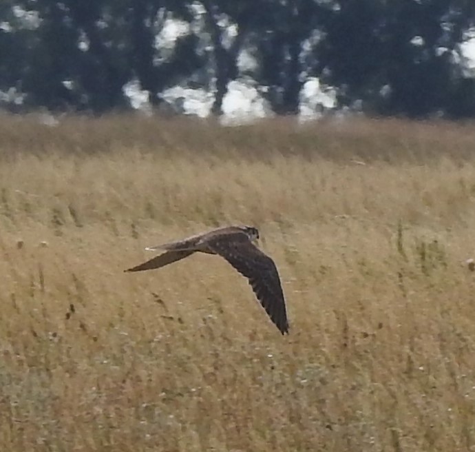 Prairie Falcon - ML475852391