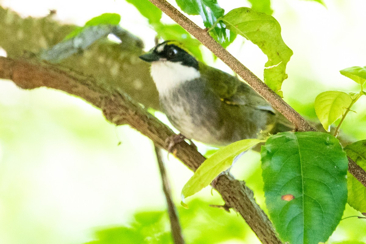 Green-striped Brushfinch - ML475852451