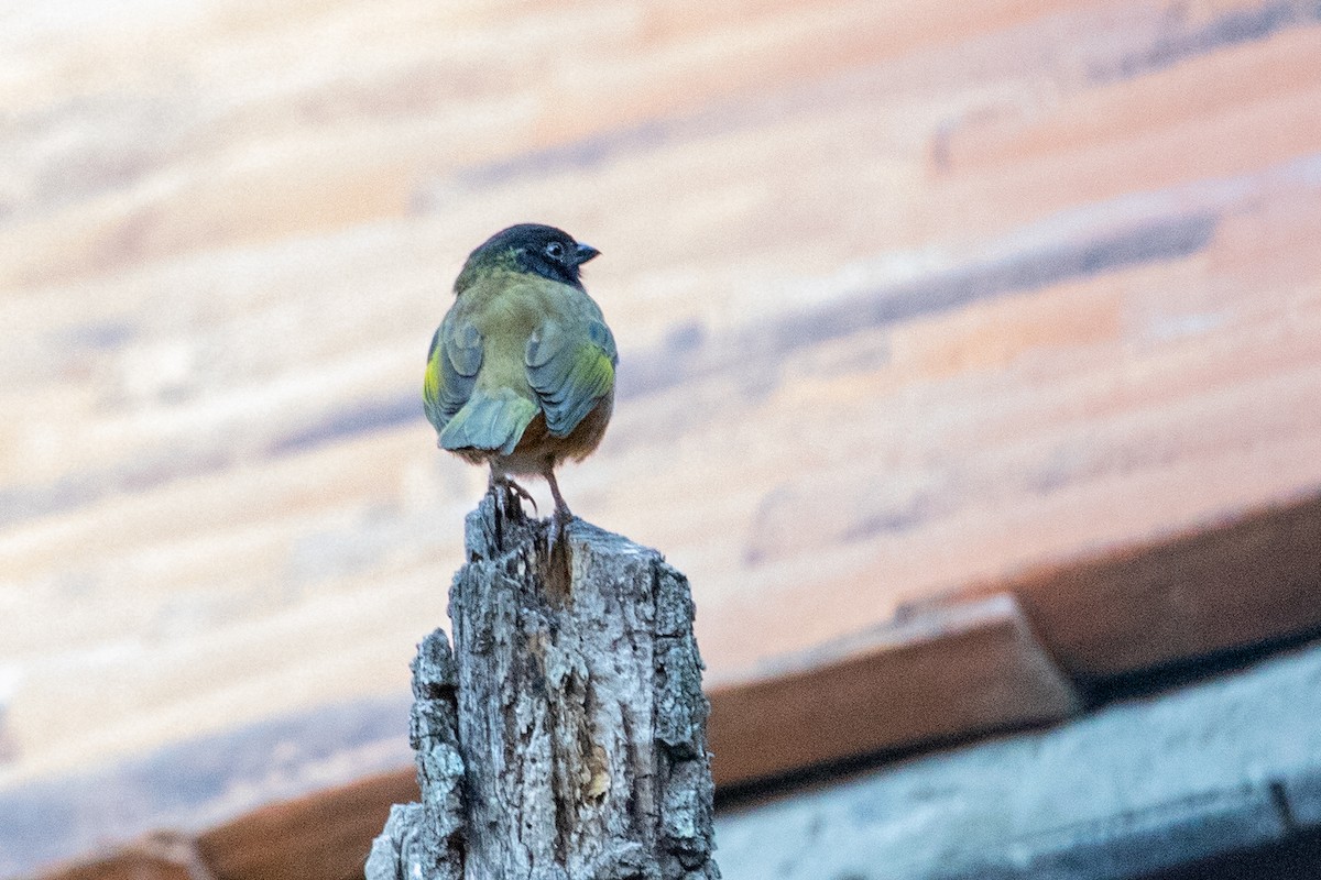 Spotted Towhee (Olive-backed) - ML475852501