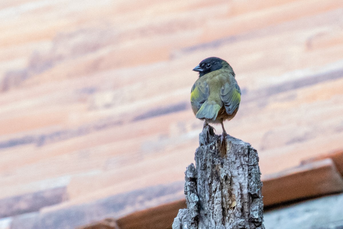 Spotted Towhee (Olive-backed) - ML475852571