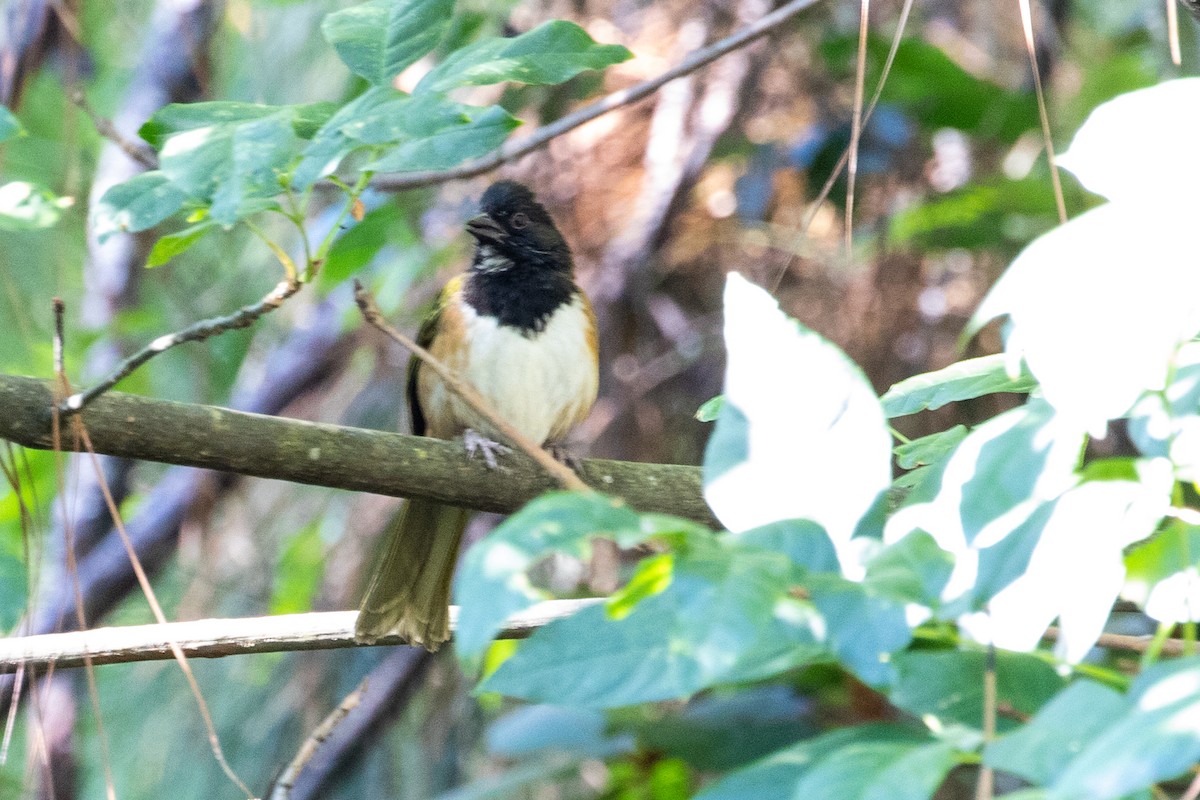 Spotted Towhee (Olive-backed) - ML475852741