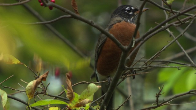 American Robin - ML475853