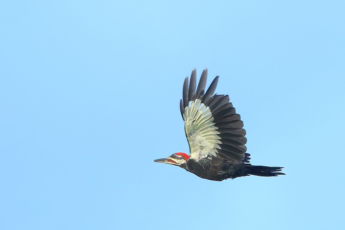 Pileated Woodpecker - ML475853191
