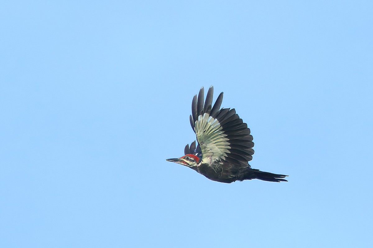 Pileated Woodpecker - ML475853201