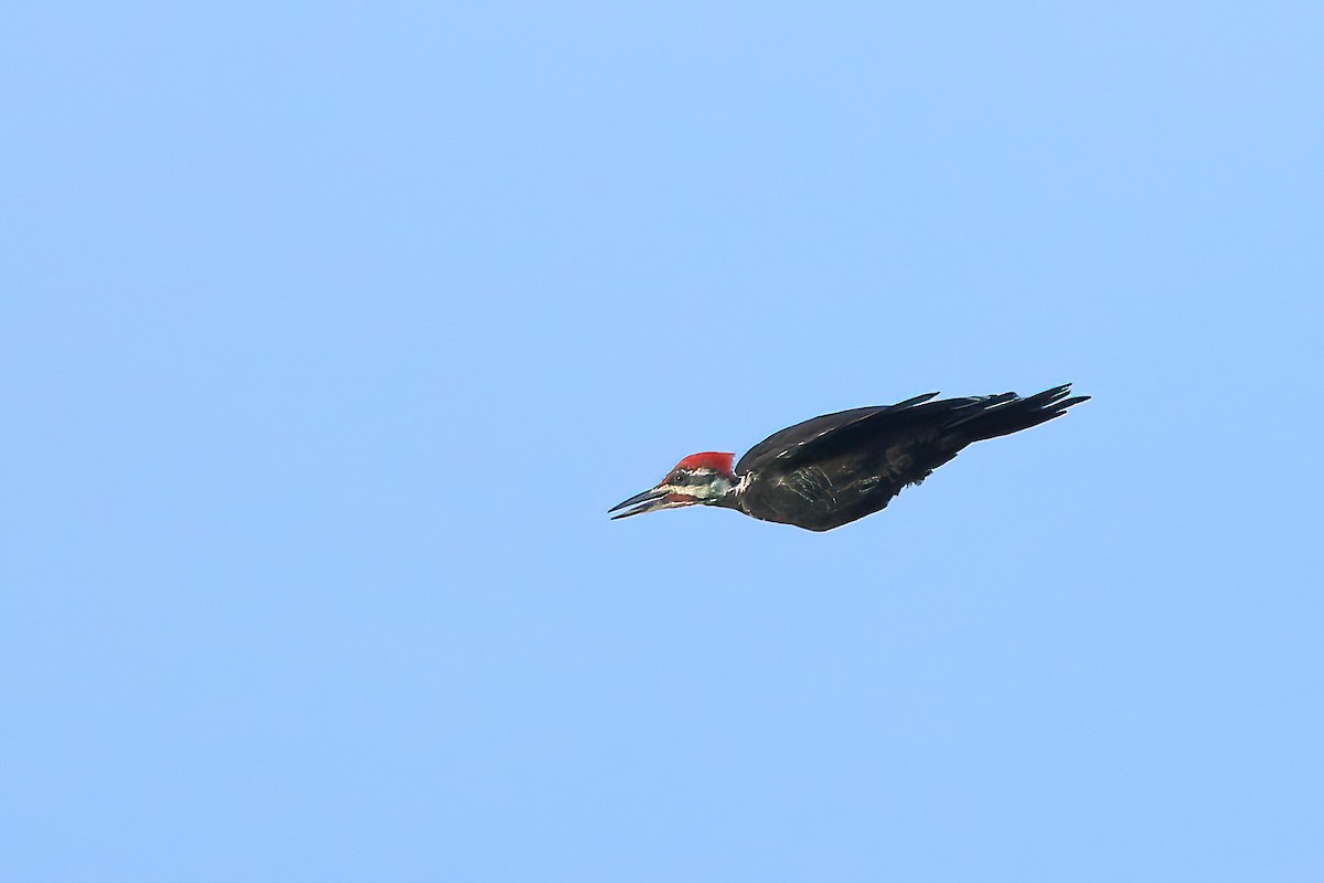 Pileated Woodpecker - ML475853211