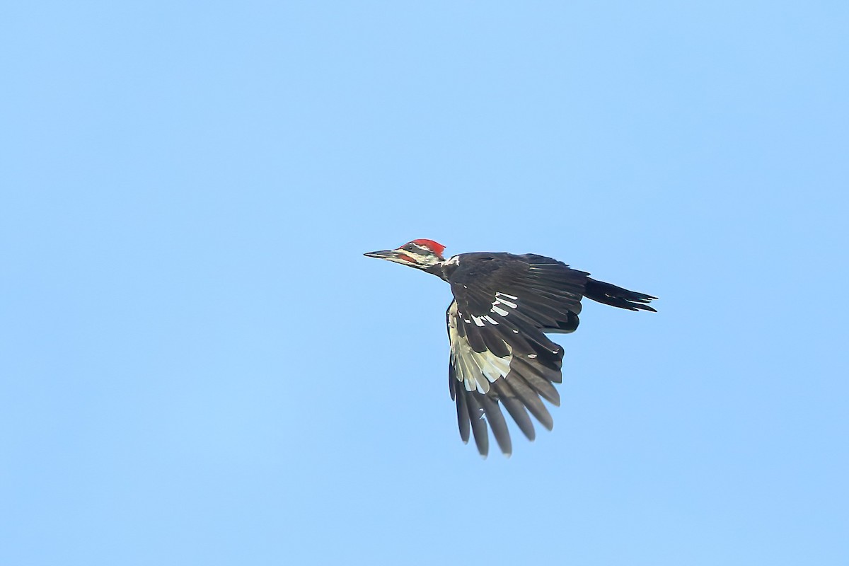 Pileated Woodpecker - ML475853221