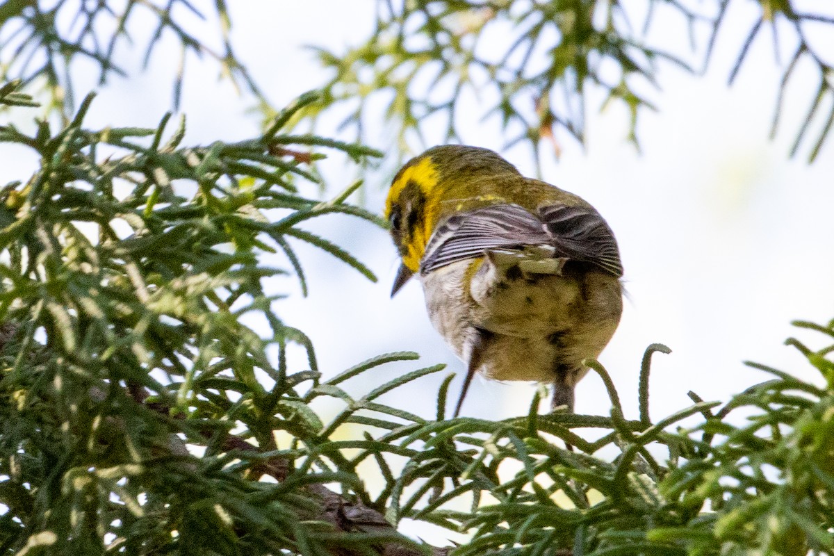 Townsend's Warbler - ML475853451