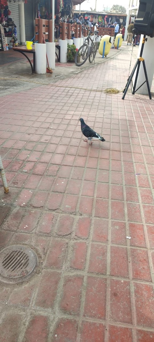 Rock Pigeon (Feral Pigeon) - ML475853561