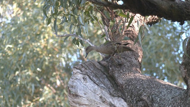 ハイイロコガモ - ML475853581