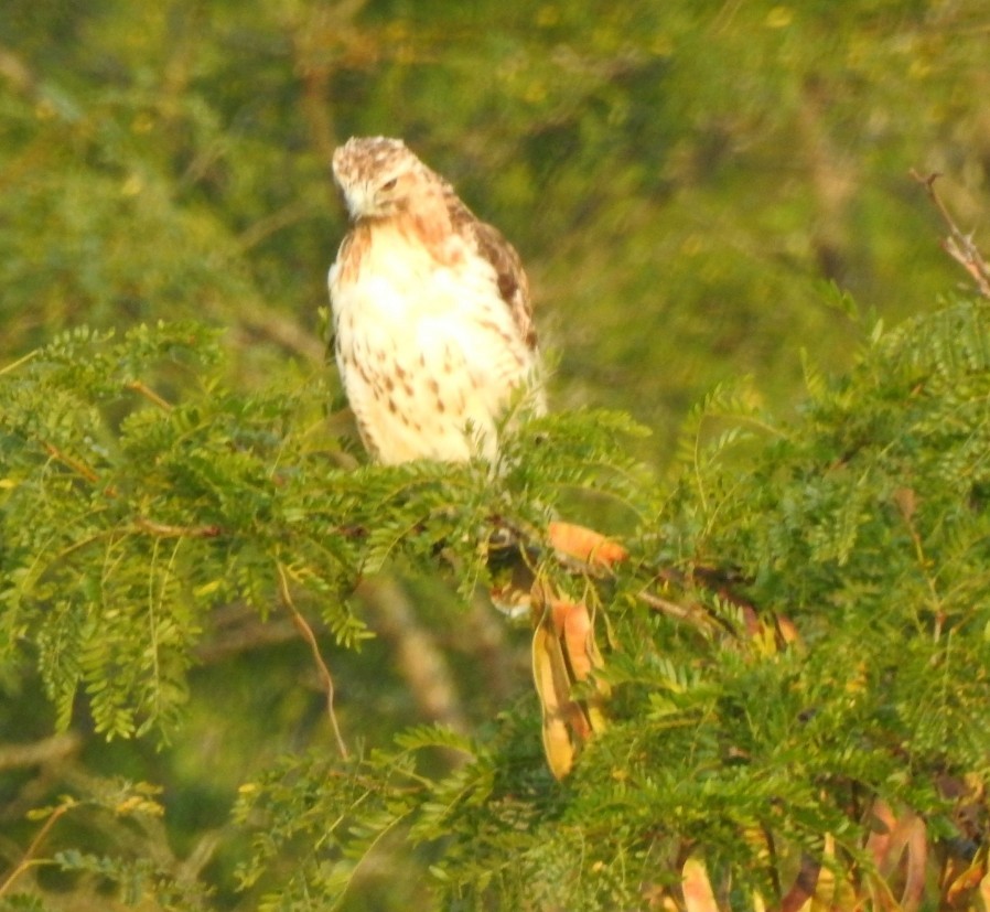 Red-tailed Hawk - ML475854601