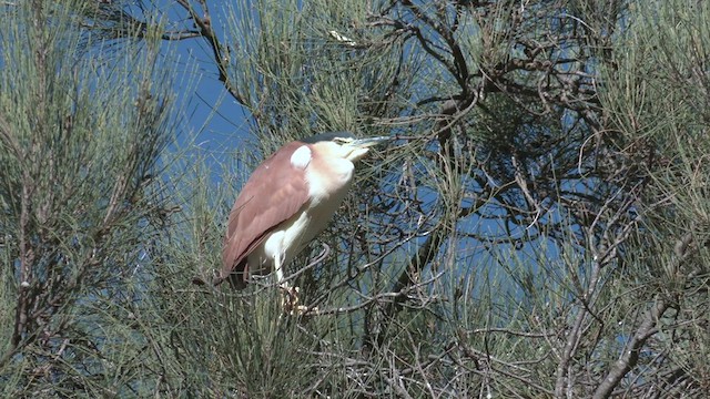 Nankeen Night Heron - ML475855841