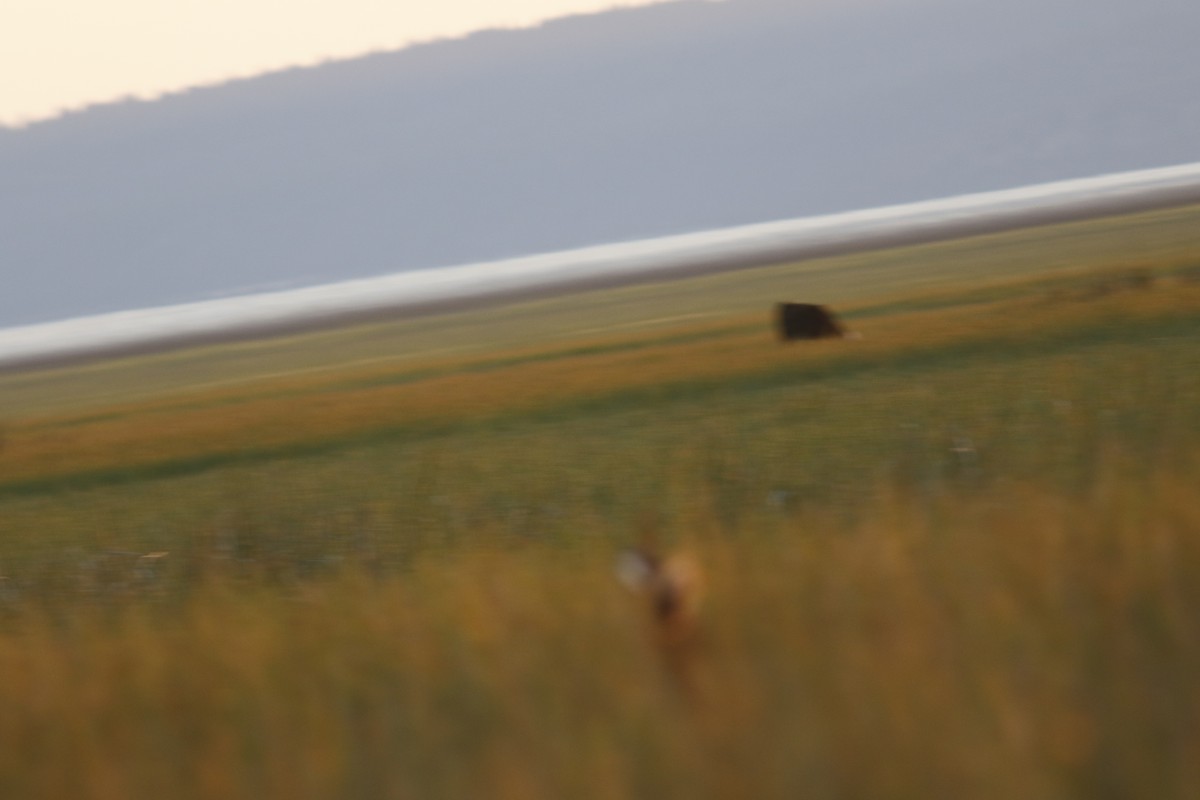 Yellow Rail - Max Benningfield