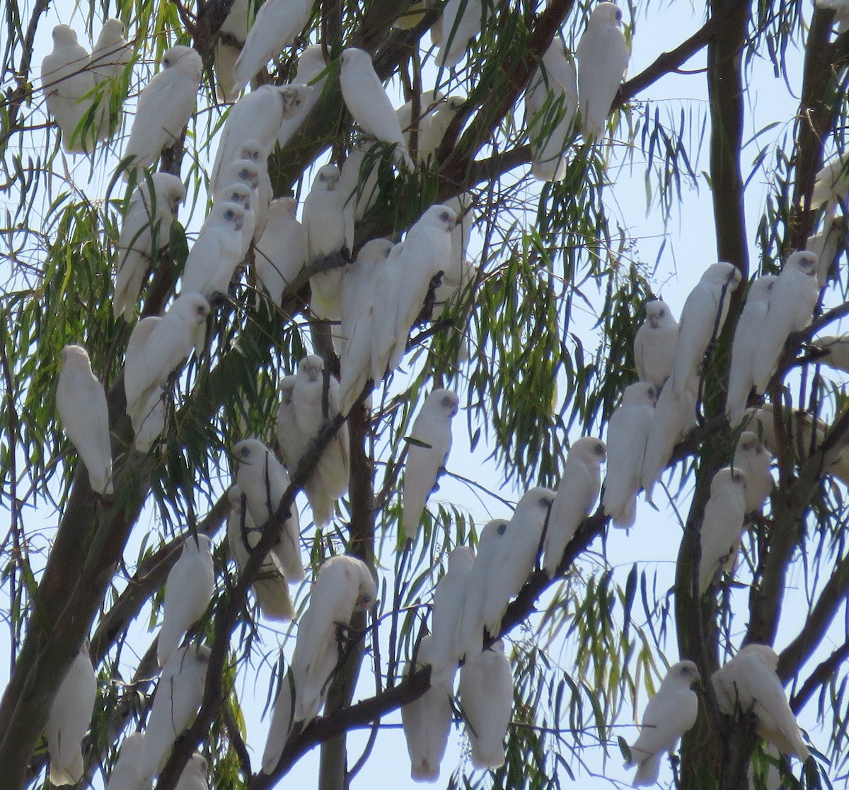 Cacatoès corella - ML475859031