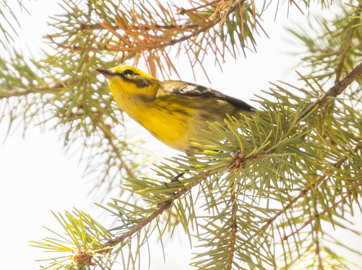 Townsend's Warbler - ML475859471