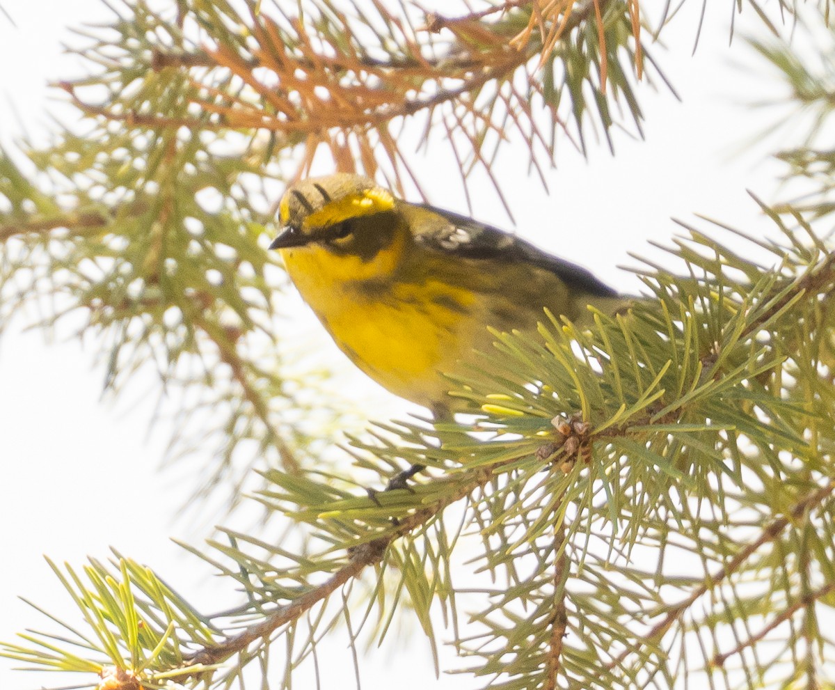 Townsend's Warbler - ML475859481