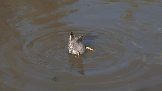 Pacific Black Duck - ML475860261