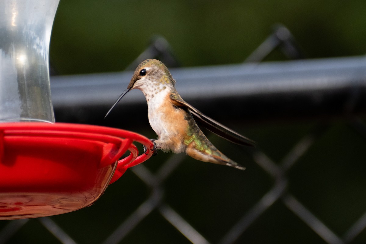 Rufous Hummingbird - Joshua Reynolds