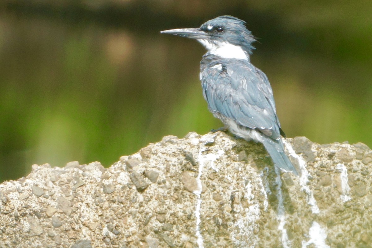 Belted Kingfisher - Laura Sisitzky